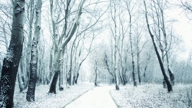 冬季被雪覆盖的森林