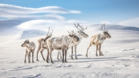 冬天里的驯鹿群