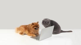 玩电脑的宠物狗与猫