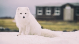 白色雪狐狸