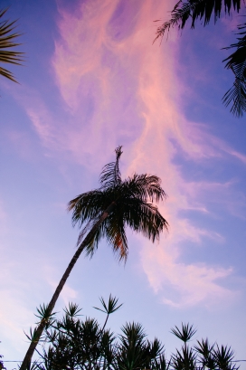 粉红色天空的棕榈树