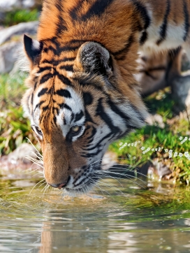 喝水的东北虎