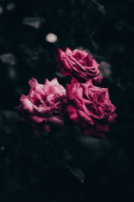 三朵盛开的月季花