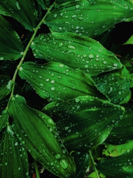 被雨水洗刷过的鹤顶兰绿叶