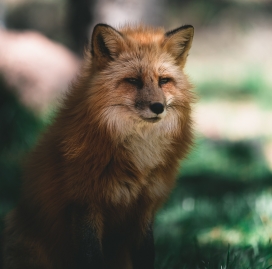 眯眼的赤狐