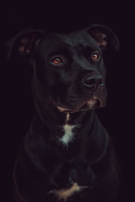 黑色斯塔福斗牛梗