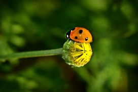 绿色蒲公英包上的瓢虫