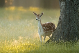 野外大树旁的梅花鹿