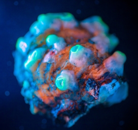 五彩的海底珊瑚