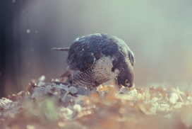 Peregrine Falcon-游隼猛禽