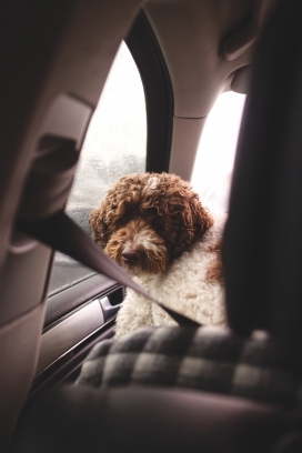 坐在车后排睡觉的狗狗