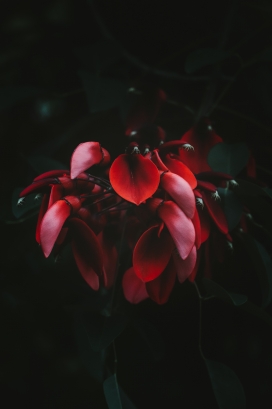 鲜红的鸡冠刺桐花瓣