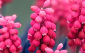 粉红色葡萄风信子