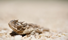 石粒中的沙漠角蜥蜴