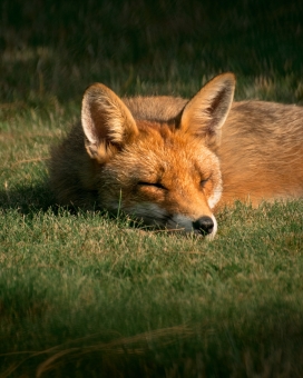 草坪上睡觉的赤狐