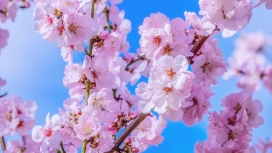 美丽的紫色榆叶梅