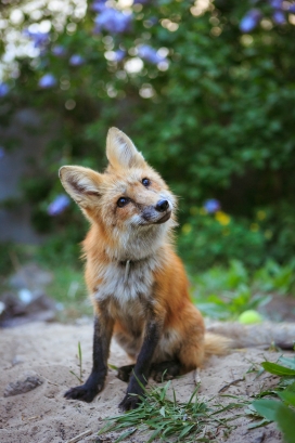 可爱歪头的赤狐