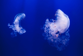 美丽的透明白色水母