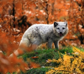 红树林的北极狐