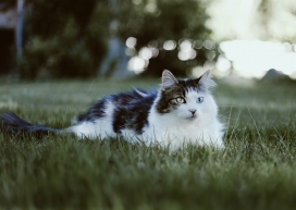 草坪上的黑白挪威森林猫