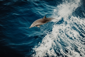 跳出水面的真海豚