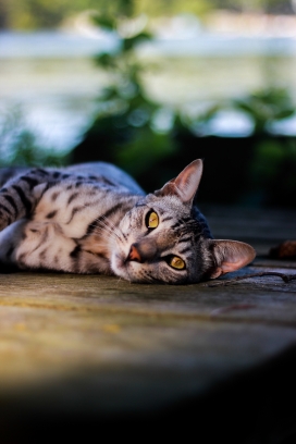 躺在地上的灰猫