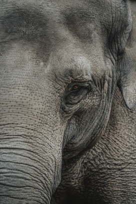非洲大象脸部写真