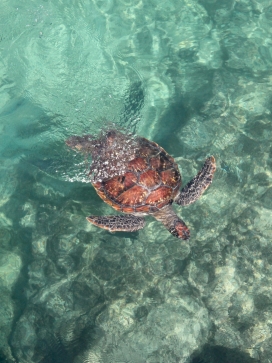 碧水中游泳的海龟