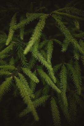 绿色石松植物