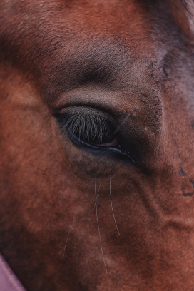 棕色马匹的眼睛