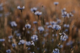 蓝花矢车菊花瓣