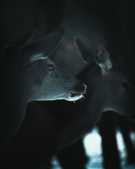 傍晚夜色中的白尾鹿