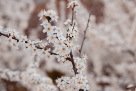 开满李花的李树