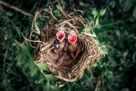 鸟巢中嗷嗷待哺的红嘴山雀