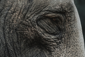 非洲大象面部写真