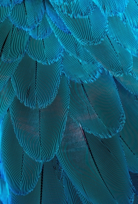 蓝绿色的孔雀羽毛