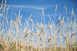 蓝色天空的芦苇草