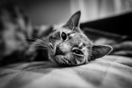 睡在沙发上的灰猫