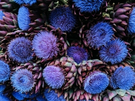 蓝紫色的千日红花瓣
