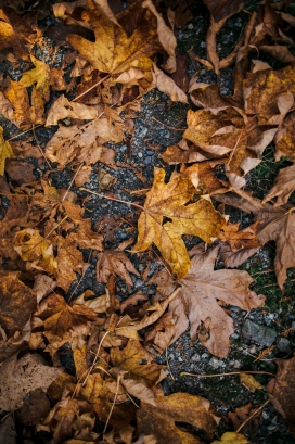 深秋的金色枫树枯叶