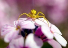 美丽粉红花瓣上的蟹蛛