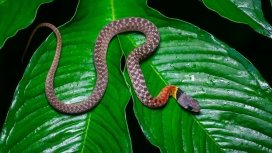 绿色香蕉叶上的红脖颈槽蛇