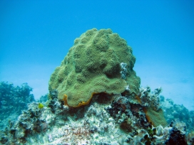 绿色海底珊瑚礁