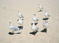 沙滩上的海鸥群鸟