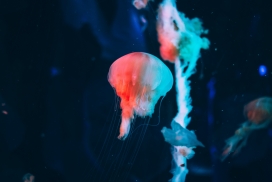 美丽的深海水母