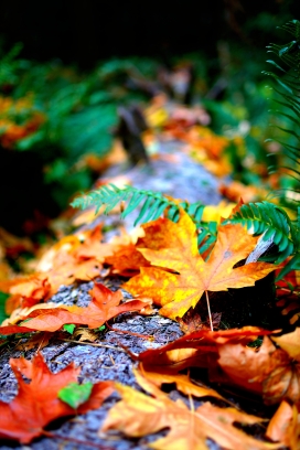 秋季森林落叶写真