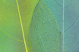 清晰纹路的芡实叶