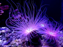 发紫光的水母