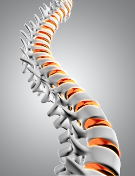 人体脊椎3D图