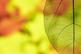 通透的细纹树叶